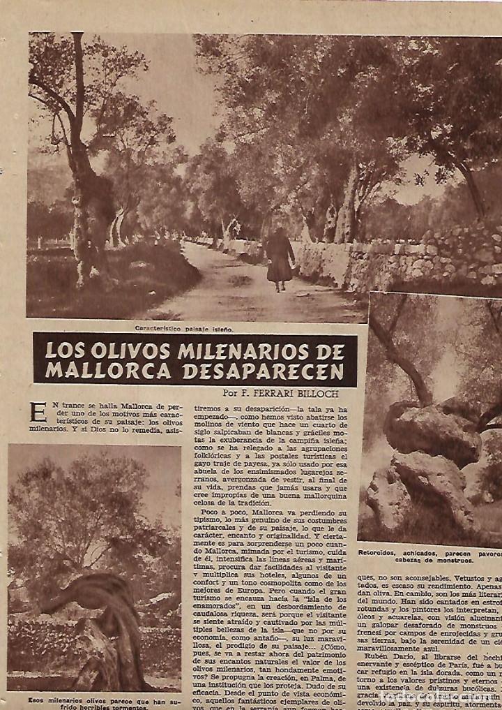 Colecionismo: A&Ntilde;O 1955 RECORTE PRENSA LOS OLIVOS MILENARIOS DE MALLORCA DESAPARECEN