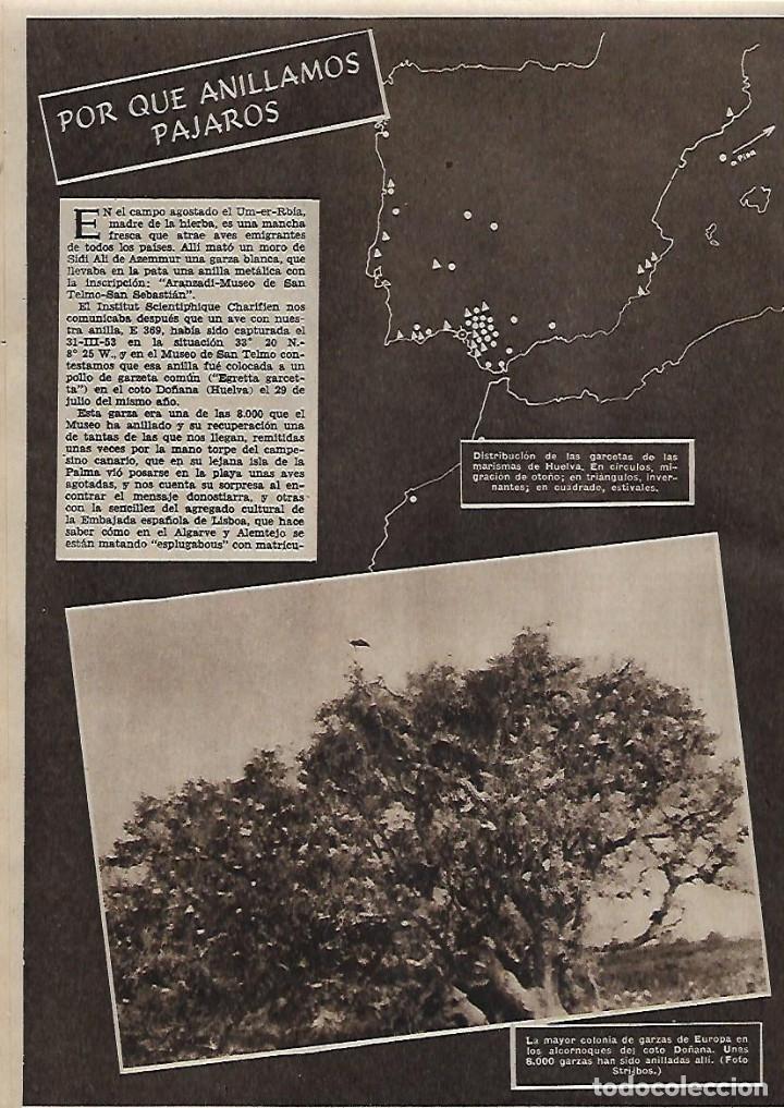 Collezionismo: A&Ntilde;O 1956 RECORTE PRENSA ANIMALES EL ANILLADO DE LOS PAJAROS