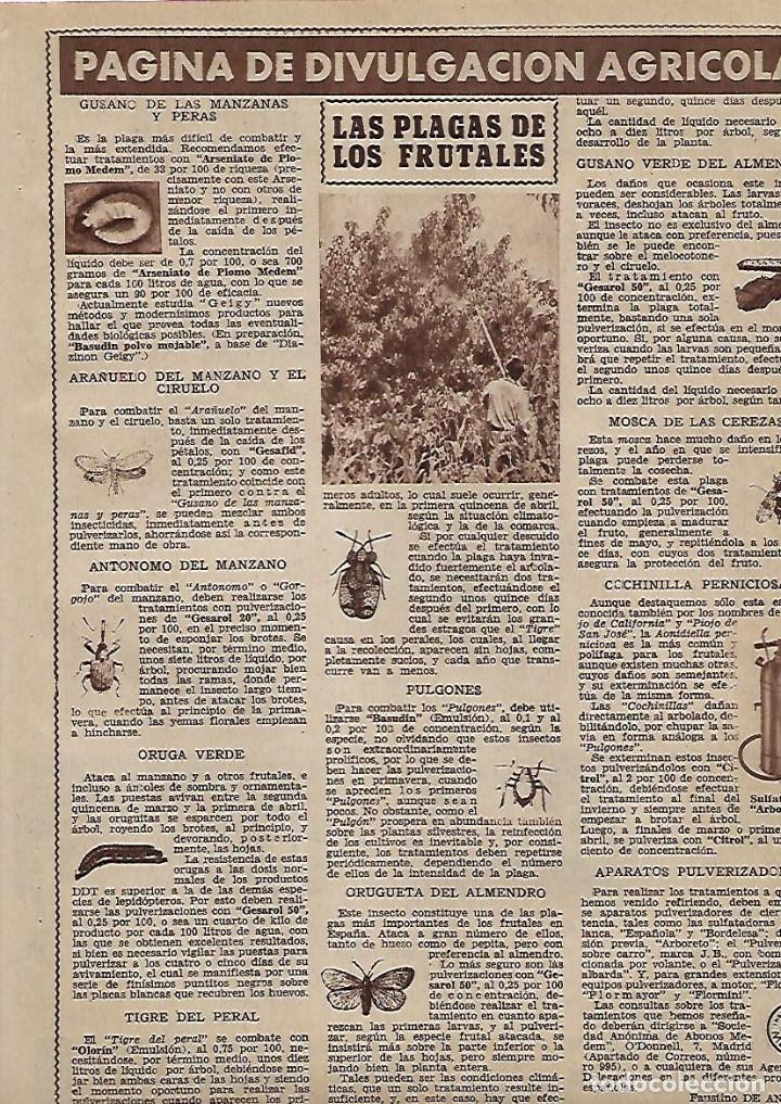 Collectionnisme: A&Ntilde;O 1956 RECORTE PRENSA PUBLICIAD PAGINA DE DIVULGACION AGRICOLA PLAGAS FRUTALES