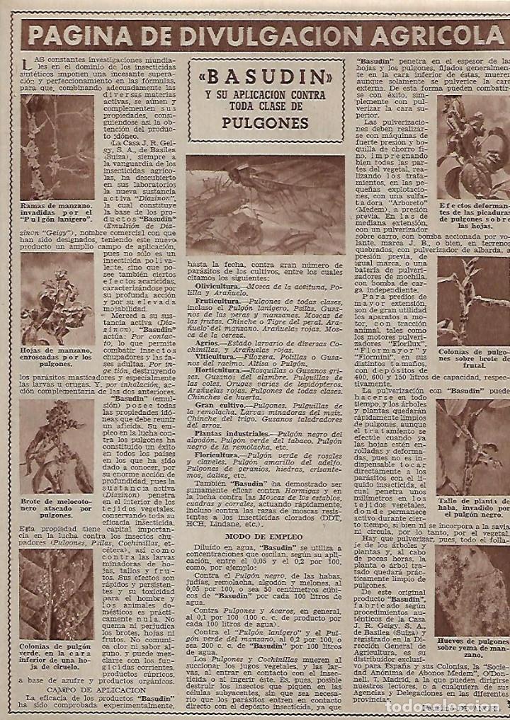 Colecionismo: A&Ntilde;O 1956 RECORTE PRENSA PAGINA DE DIVULGACION AGRICOLA BASUDIN PLAGAS PULGON PULGONES