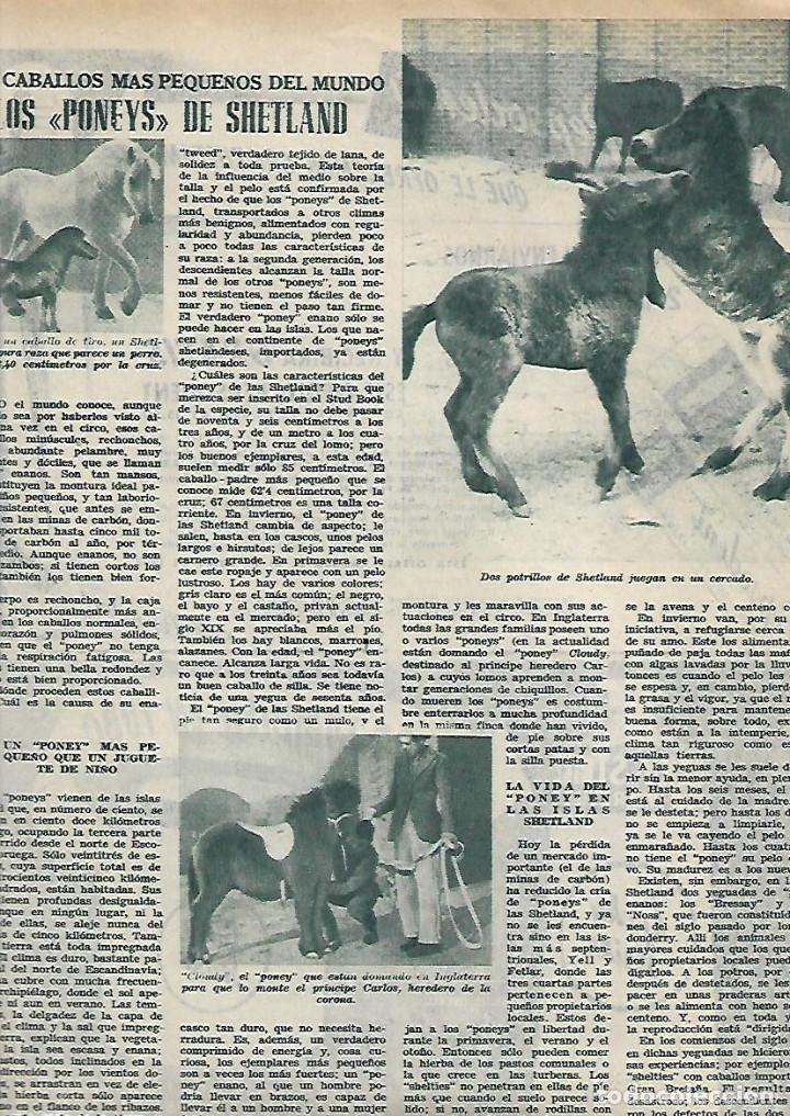 Collectionnisme: A&Ntilde;O 1953 RECORTE PRENSA PONEY LOS PONEYS DE SHETLAND LOS CABALLOS MAS PQUE&Ntilde;OS DEL MUNDO