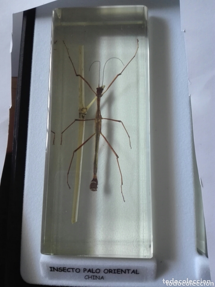 Coleccionismo: INSECTO PALO ORIENTAL - CHINA (COL. BICHOS - NATIONAL GEOGRAPHIC, NUEVO EN METACRILATO)