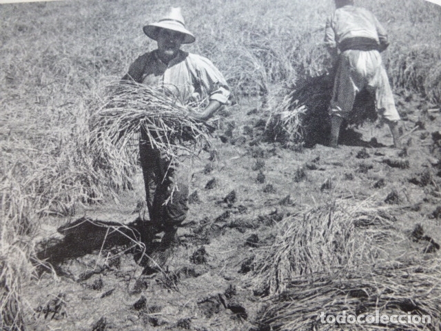 Coleccionismo: VALENCIA LA HUERTA SIEGA DEL ARROZ ANTIGUA LAMINA HUECOGRABADO A&Ntilde;OS 50