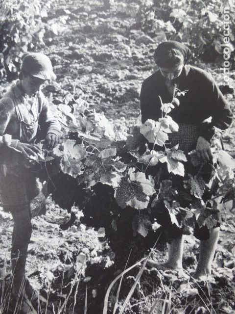 Sammelleidenschaft Papier: REQUENA VALENCIA VENDIMIANDO ANTIGUA LAMINA HUECOGRABADO A&Ntilde;OS 50