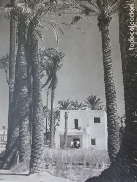 Sammelleidenschaft Papier: ELCHE ALICANTE PALMERAL ANTIGUA LAMINA HUECOGRABADO A&Ntilde;OS 50