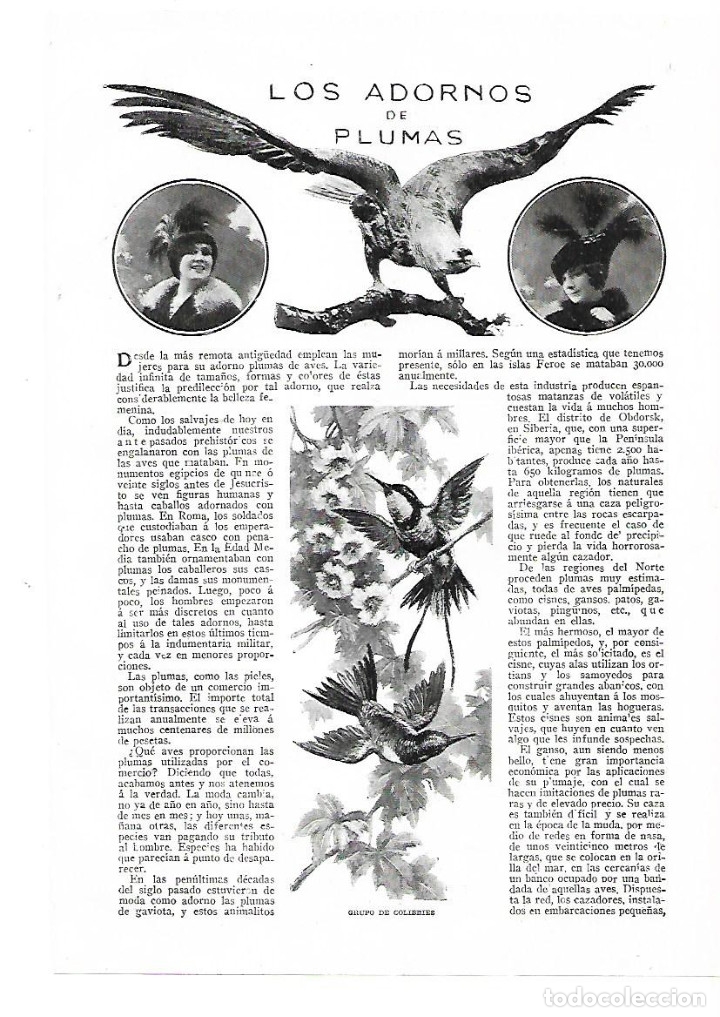 Sammelleidenschaft Papier: A&Ntilde;O 1913 RECORTE PRENSA LOS ADORNOS DE PLUMAS SOMBREROS ANIMALES AVES MODA