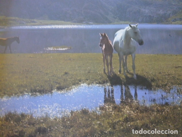 Colecionismo: LAGO DE LA ERCINA ASTURIAS COVADONGA ANTIGUA LAMINA A&Ntilde;OS 60