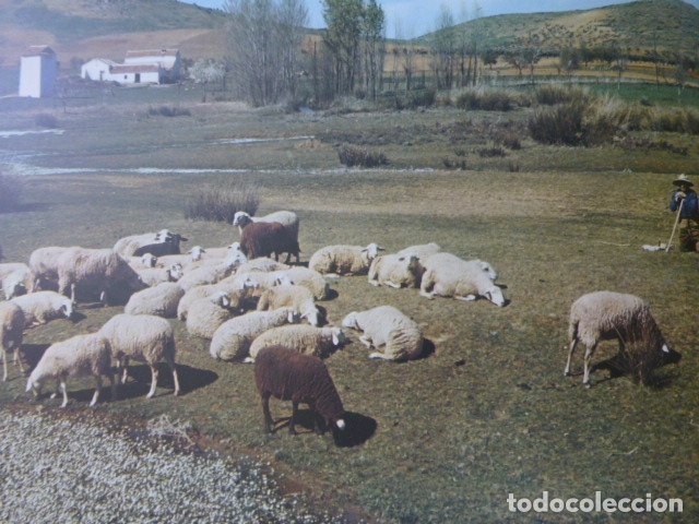 Collectionnisme: CIUDAD REAL OVEJAS PASTANDO ANTIGUA LAMINA A&Ntilde;OS 50