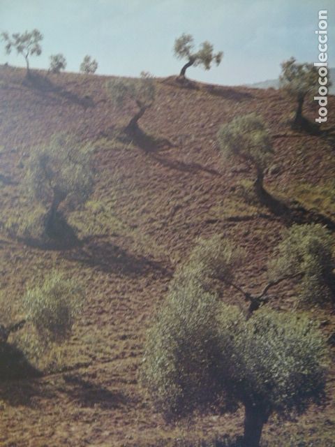 Coleccionismo: SEVILLA CAMPO DE OLIVOS ANTIGUA LAMINA A&Ntilde;OS 50