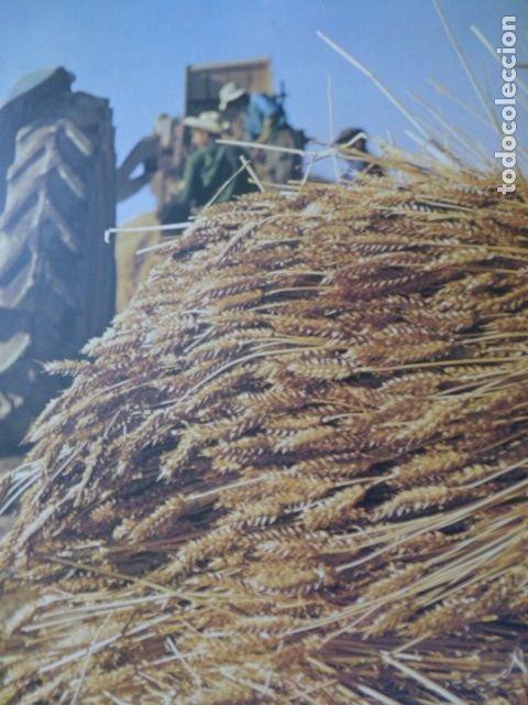 Coleccionismo: ORTILLA HUESCA LA SIEGA ANTIGUA LAMINA A&Ntilde;OS 50