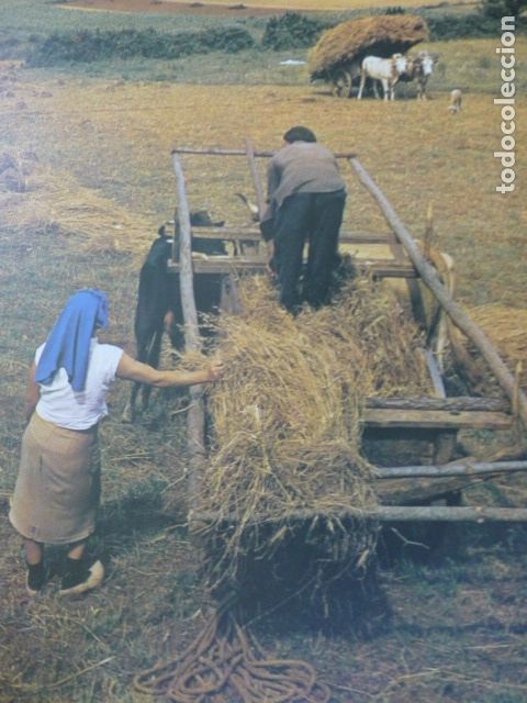 Coleccionismo: PANTIN LA CORU&Ntilde;A LABORES DEL CAMPO ANTIGUA LAMINA A&Ntilde;OS 50
