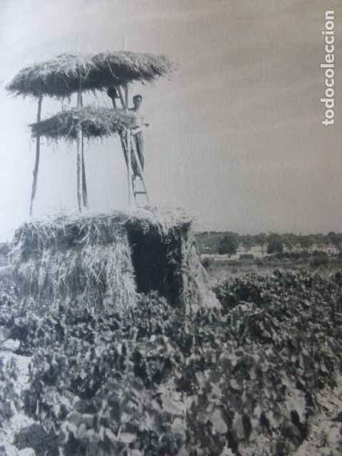 Collecting paper: MANZANILLA HUELVA VI&Ntilde;EDOS ANTIGUA LAMINA HUECOGRABADO A&Ntilde;OS 40