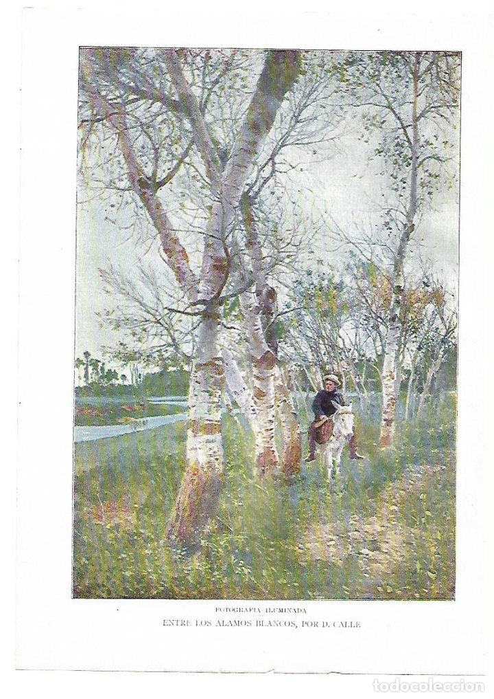 Sammelleidenschaft Papier: A&Ntilde;O 1914 RECORTE PRENSA FOTOGRAFIA ILUMINADA REPRODUCCION ENTRE LOS ALAMAOS BLANCOS POR CALLE