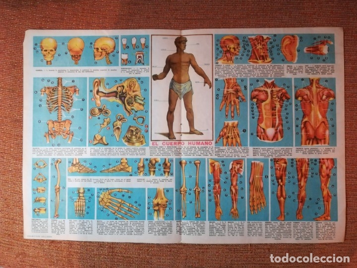 Coleccionismo: LAMINA EL CUERPO HUMANO - Foto 1
