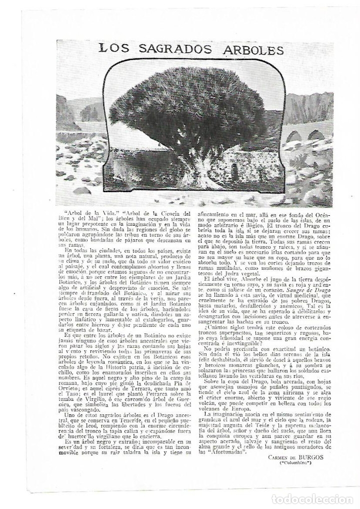 Collectionnisme: A&Ntilde;O 1914 RECORTE PRENSA LOS SAGRADOS ARBOLES DRAGO ICOD TENERIFE ARBOL SAGRADO BOTANICA