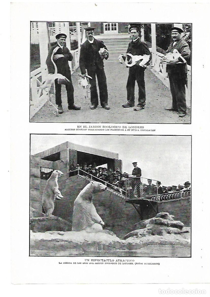 Coleccionismo: A&Ntilde;O 1914 RECORTE PRENSA ZOO DE LONDRES ANIMALES TRASLADO FLAMENCOS COMIDA OSOS