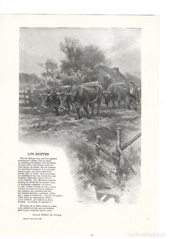 Collezionismo: A&Ntilde;O 1905 RECORTE PRENSA POESIA LOS BUEYES POR RAMON PEREZ DE AYALA DIBUJO DE REGIDOR