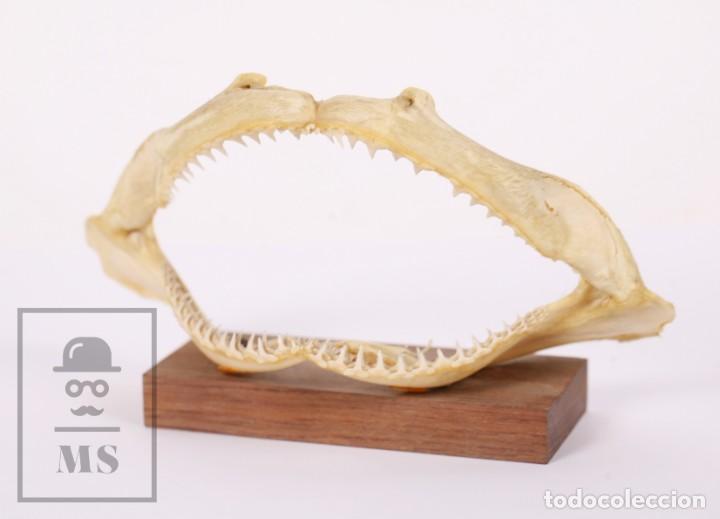 Coleccionismo: Mand&iacute;bula de Tibur&oacute;n Sobre Peana de Madera - Medidas 21,5 x 7 x 11 cm