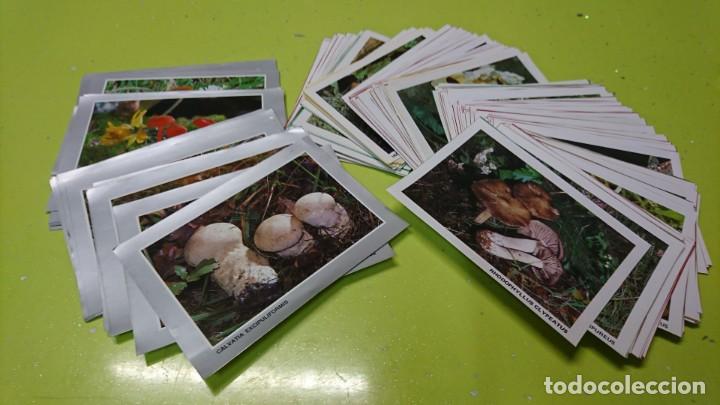 Coleccionismo: LOTE DE 200 FICHAS DE SETAS Y HONGOS, MICOLOGIA