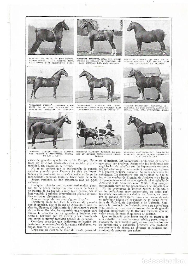 Colecionismo: A&Ntilde;O 1915 RECORTE PRENSA LOS CABALLOS TIPOS SEMENTAL DE SHIRE HACKNEY PERSIMONN HUNTER SUFFOLK