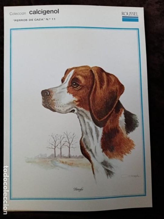 Coleccionismo: L&Aacute;MINA / * PERROS DE CAZA *. PUBLICIDAD AL DORSO. A&Ntilde;O 1974.