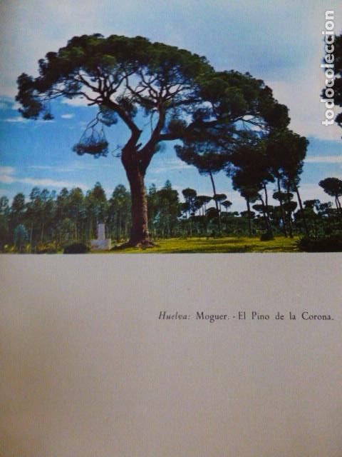 Collezionismo: MOGUER HUELVA EL PINO DE LA CORONA ANTIGUA LAMINA A&Ntilde;OS 50