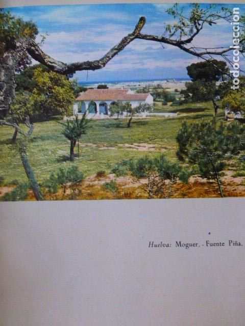 Coleccionismo: MOGUER HUELVA FUENTE PI&Ntilde;A ANTIGUA LAMINA A&Ntilde;OS 50