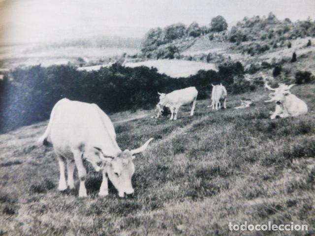 Colecionismo: BURGUETE NAVARRA PRADOS ANTIGUA LAMINA A&Ntilde;OS 50