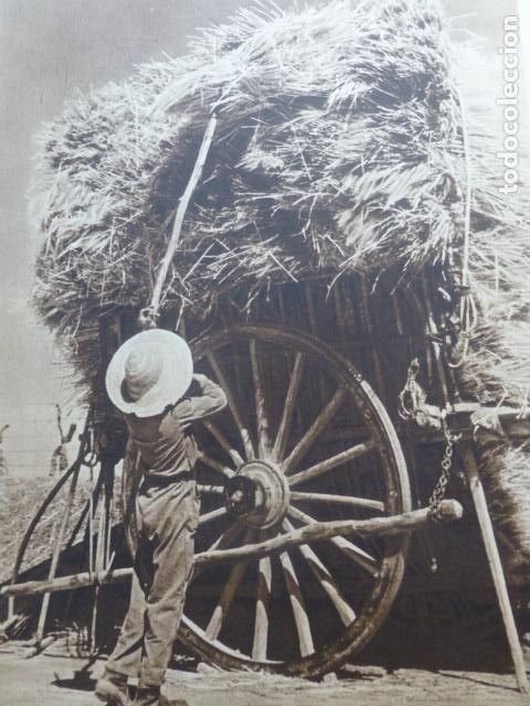 Coleccionismo: SEVILLA CARGANDO LOS CARROS DE GAVILLAS ANTIGUA LAMINA HUECOGRABADO A&Ntilde;OS 40