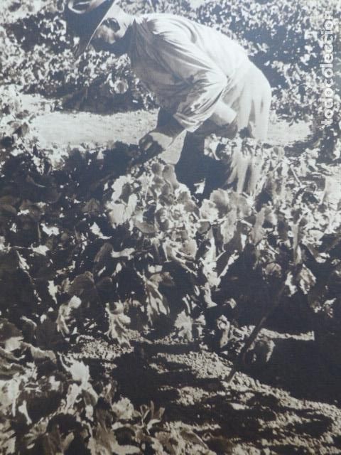 Collecting paper: SEVILLA VENDIMIADOR ANDALUZ ANTIGUA LAMINA HUECOGRABADO A&Ntilde;OS 40
