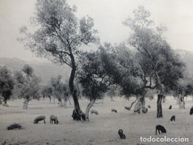 Collectionnisme: VALLDEMOSA MALLORCA PAISAJE ANTIGUA LAMINA A&Ntilde;OS 50