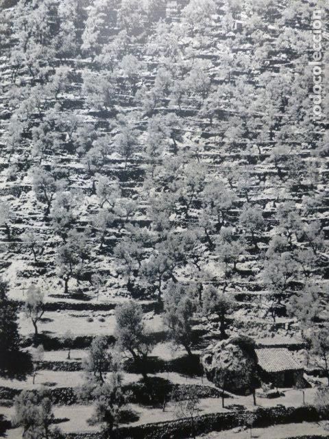 Collezionismo: INCA MALLORCA ALMENDROS ANTIGUA LAMINA A&Ntilde;OS 50