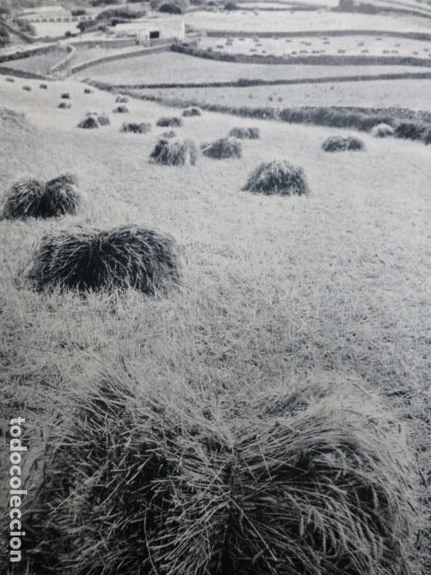 Collezionismo: MERCADAL MENORCA LABORES AGR&Iacute;COLAS ANTIGUA LAMINA A&Ntilde;OS 50