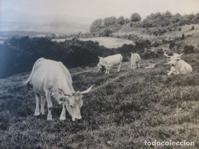 Coleccionismo: RONCESVALLES NAVARRA PAISAJE ANTIGUA LAMINA HUECOGRABADO A&Ntilde;OS 50
