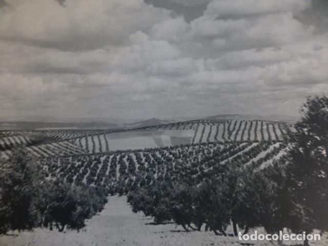 Coleccionismo: JAEN OLIVARES ANTIGUA LAMINA HUECOGRABADO A&Ntilde;OS 50