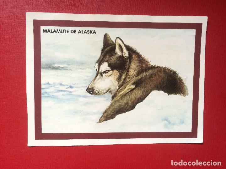 Coleccionismo: l&aacute;mina animales razas de perro malamute de alaska 14 x 10 cm
