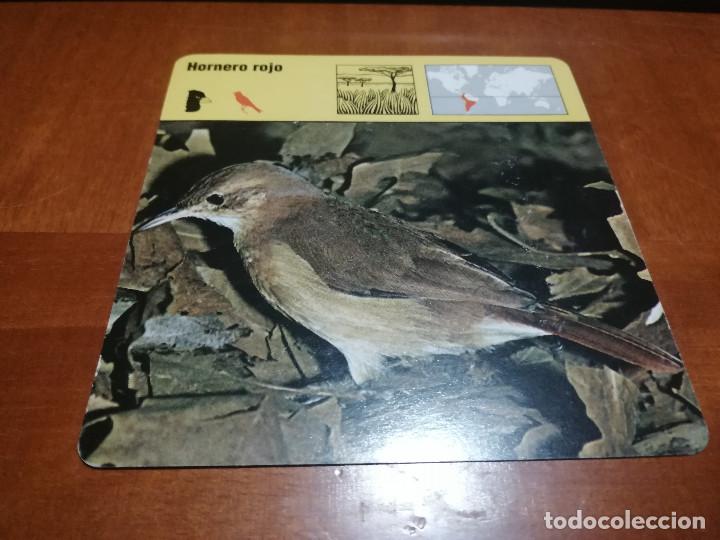 Collectionnisme: HORNERO ROJO. FICHA ANIMALES. RENCONTRE. EDICIONES PLANETA. DETR&Aacute;S TEXTO SOBRE &Eacute;L. BUEN ESTADO
