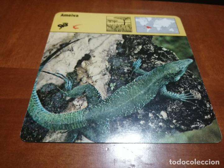Collectionnisme: AMEIVA. FICHA ANIMALES. RENCONTRE. EDICIONES PLANETA. DETR&Aacute;S TEXTO SOBRE &Eacute;L. BUEN ESTADO
