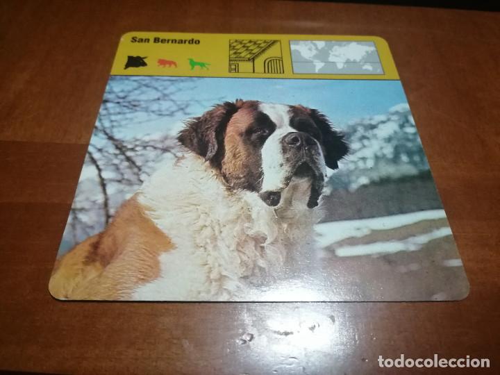 Collectionnisme: SAN BERNARDO. FICHA ANIMALES. RENCONTRE. EDICIONES PLANETA. DETR&Aacute;S TEXTO SOBRE &Eacute;L. BUEN ESTADO