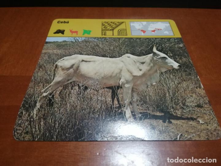 Sammelleidenschaft Papier: CEB&Uacute;. FICHA ANIMALES. RENCONTRE. EDICIONES PLANETA. DETR&Aacute;S TEXTO SOBRE &Eacute;L. BUEN ESTADO