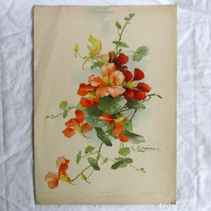 Sammelleidenschaft Papier: Antigua l&aacute;mina de flores Catharina Klein, Dekorative Vorbilder XIII