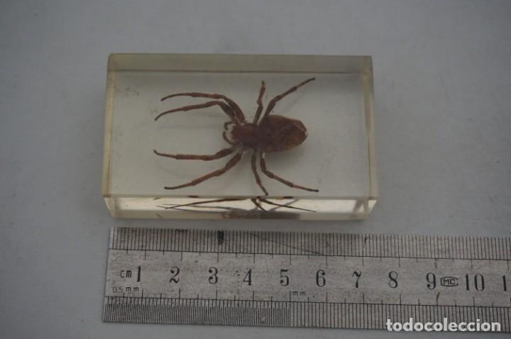 Coleccionismo: ARA&Ntilde;A EN METACRILATO - Foto 1