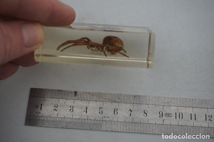 Coleccionismo: ARA&Ntilde;A EN METACRILATO - Foto 2