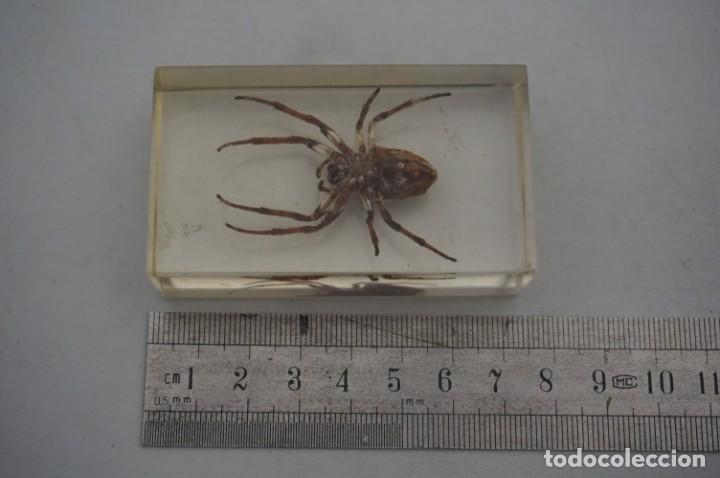Coleccionismo: ARA&Ntilde;A EN METACRILATO - Foto 3