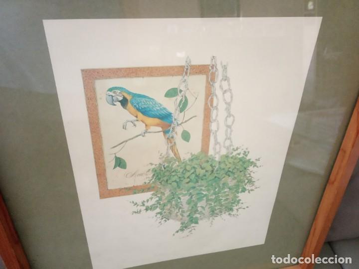 Coleccionismo: LAMINA ENMARACADA CON LORO - Foto 2