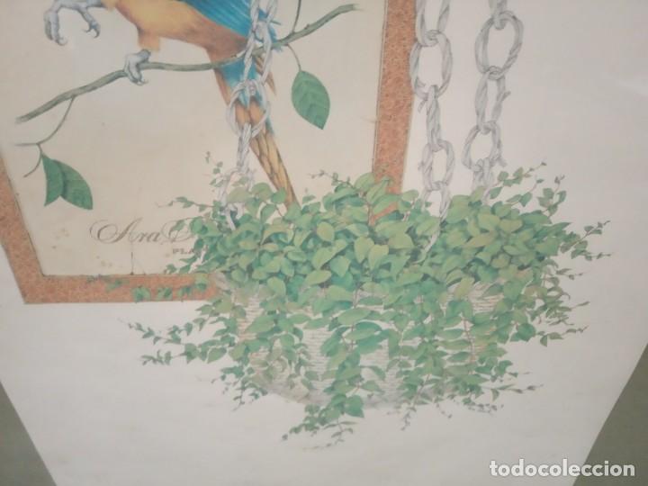 Coleccionismo: LAMINA ENMARACADA CON LORO - Foto 4