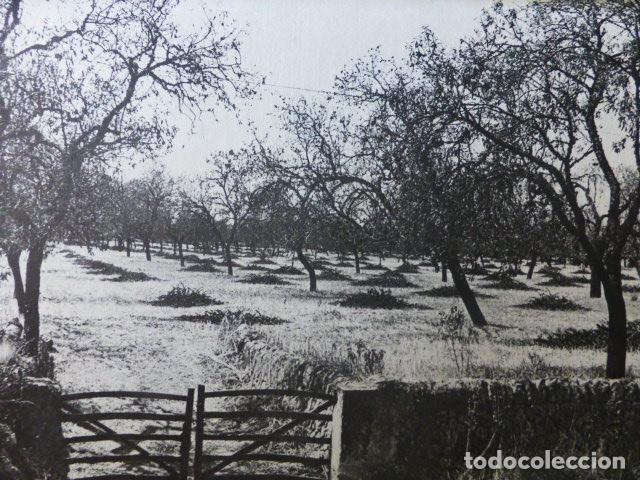 Colecionismo: CAMPS MALLORCA PAISAJE ANTIGUA LAMINA