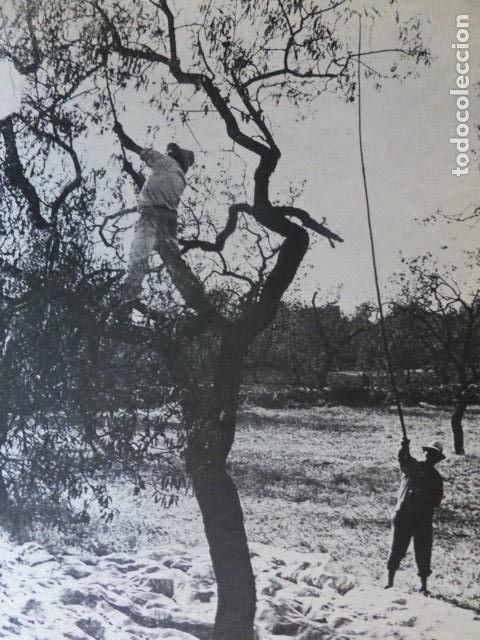 Coleccionismo: MALLORCA ALMENDROS ANTIGUA LAMINA