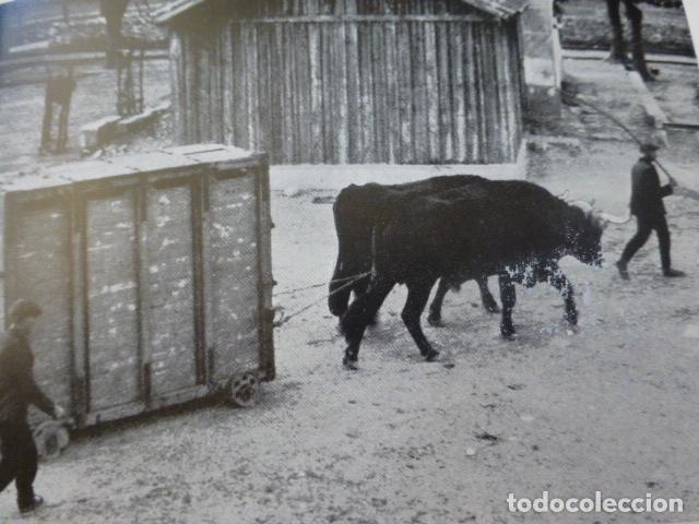 Coleccionismo: SALAMANCA GANADERIA EN EL CAMPO CHARRO ANTIGUA LAMINA HUECOGRABADO A&Ntilde;OS 20