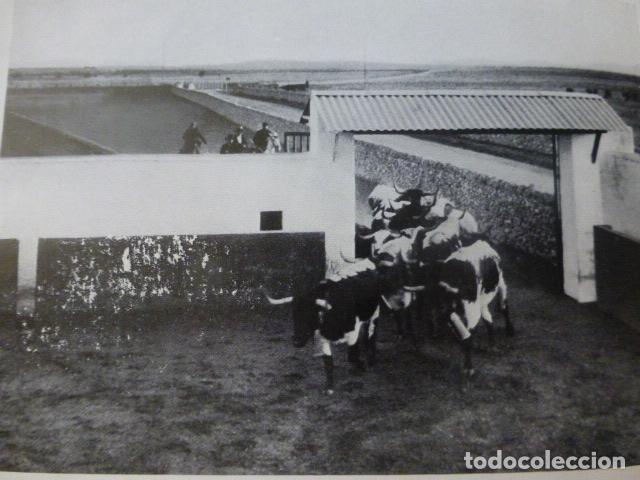 Colecionismo: SALAMANCA GANADERIA EN EL CAMPO CHARRO ANTIGUA LAMINA HUECOGRABADO A&Ntilde;OS 20
